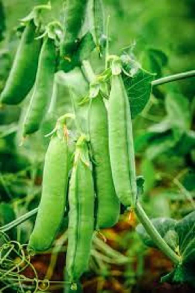     			Vedhahi Peas Vegetable ( 50 Seeds )