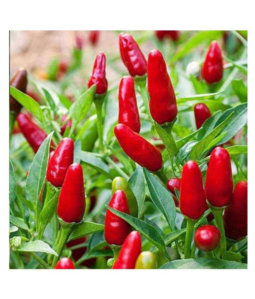     			Vedhahi Red chilli Vegetable ( 50 Seeds )