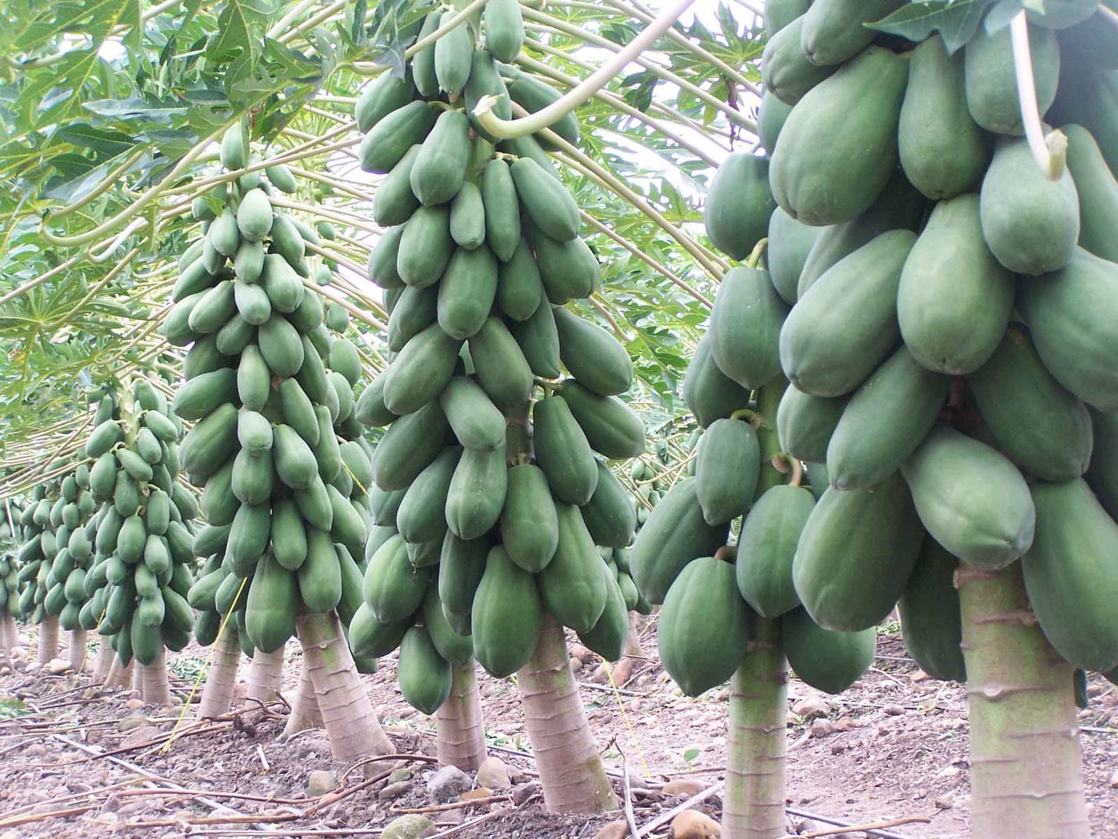 LiveNature Papaya (Red Lady)/Papita/Papeeta Seeds | All Season Indoor/Outdoor Fruit Seeds | Home Garden & Terrace – Pack of 50 Seeds