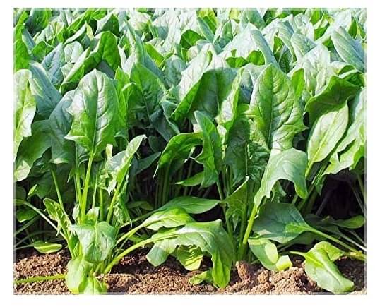    			LiveNature Green Spinach Seeds | Palak Seeds | Hari Saag Seeds | Winter Vegetable Plant Seeds For Home Garden & Terrace – Pack of 1000 Seeds