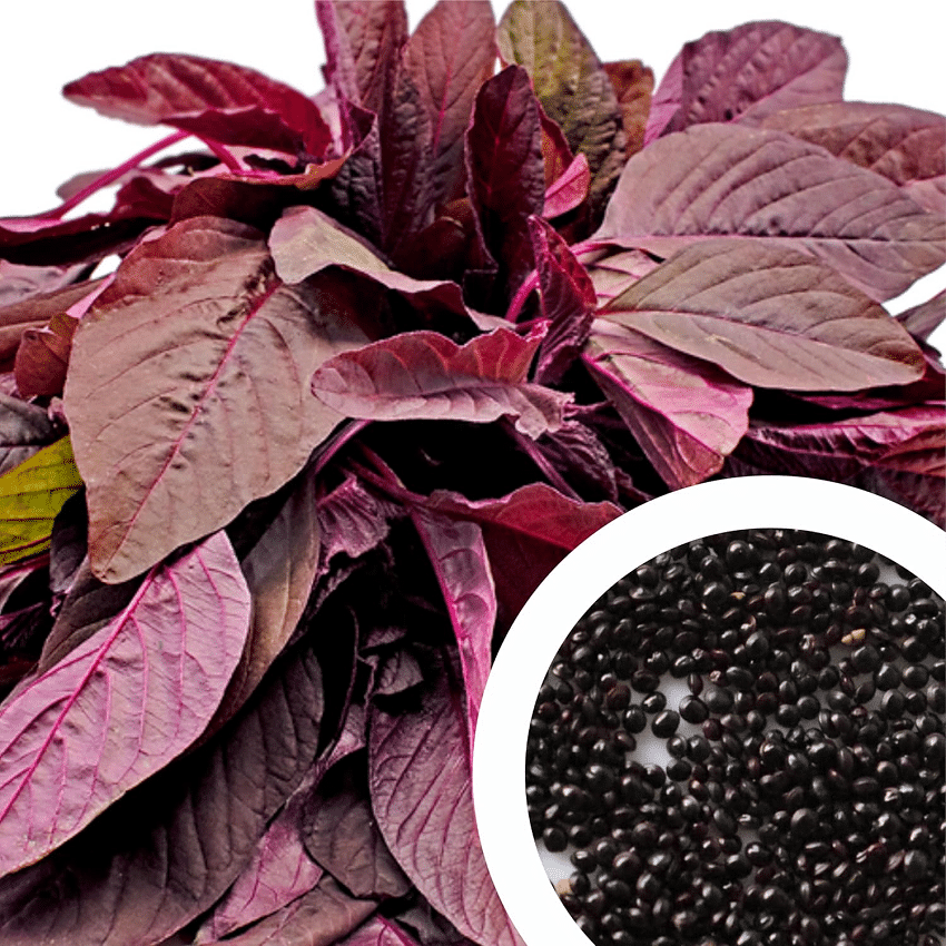     			Vedhahi Amaranth Vegetable ( 30 Seeds )