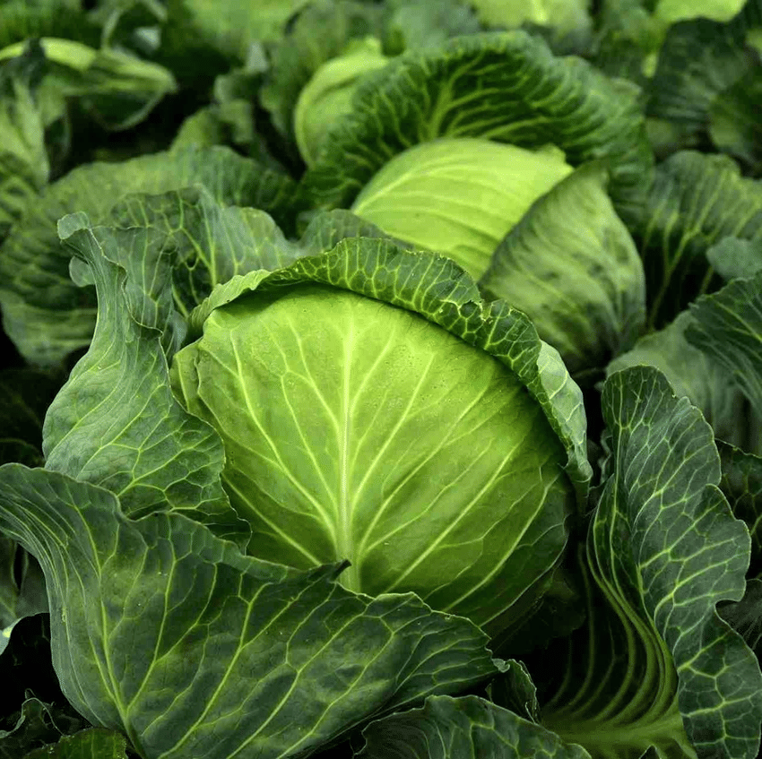     			Vedhahi Cabbage Vegetable ( 25 Seeds )