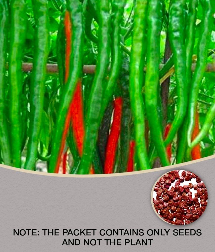    			Vedhahi Chilli Vegetable ( 2000 Seeds )