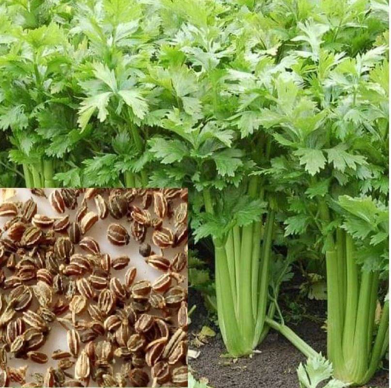     			Vedhahi Dhania Vegetable ( 200 Seeds )