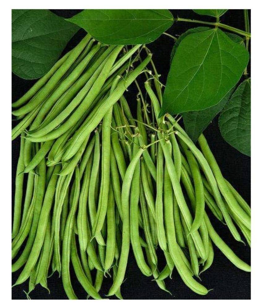     			Vedhahi French Beans Vegetable ( 40 Seeds )