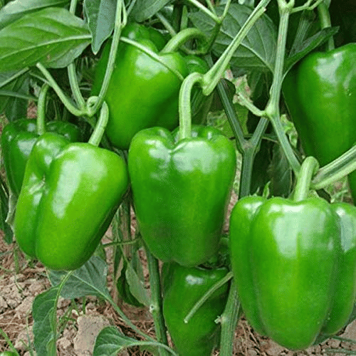     			Vedhahi Green Capsicum Vegetable ( 10 Seeds )