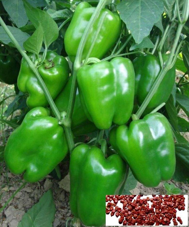     			Vedhahi Green Capsicum Vegetable ( 50 Seeds )