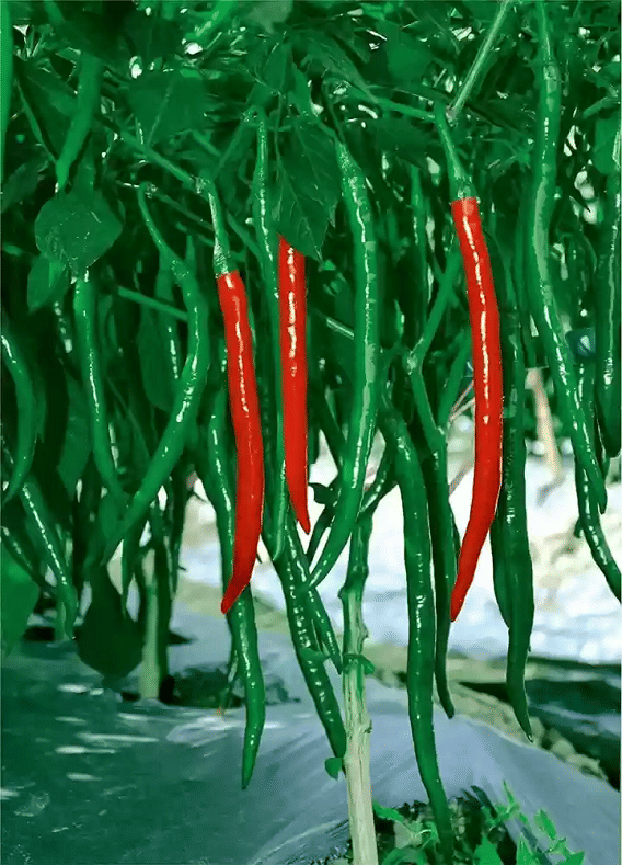     			Vedhahi Green Chilli Vegetable ( 50 Seeds )
