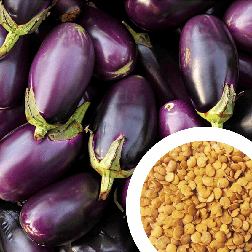     			Vedhahi Hybrid Black Brinjal Vegetable ( 40 Seeds )