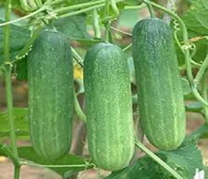     			Vedhahi Hybrid Cucumber Vegetable ( 50 Seeds )