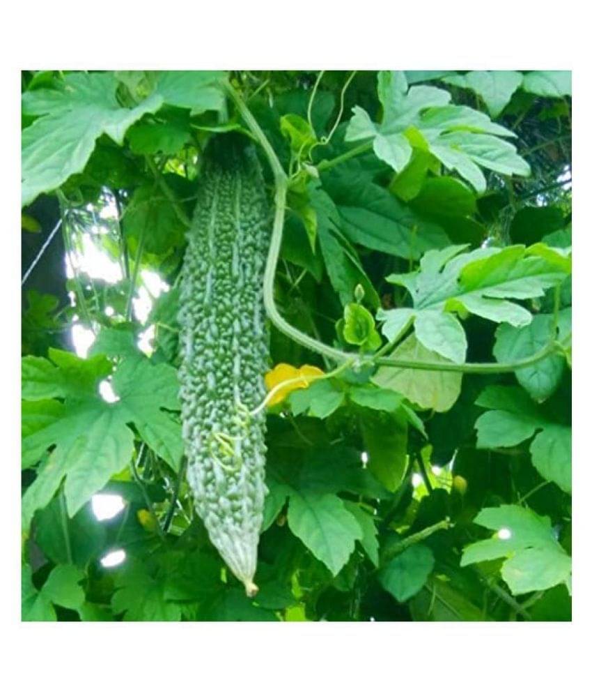     			Vedhahi Hybrid Karela Vegetable ( 15 Seeds )