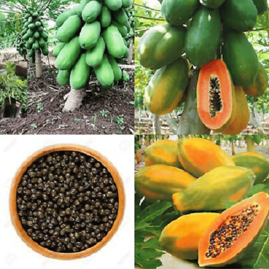     			Vedhahi Hybrid Papaya (Red Lady) Fruit ( 20 Seeds )