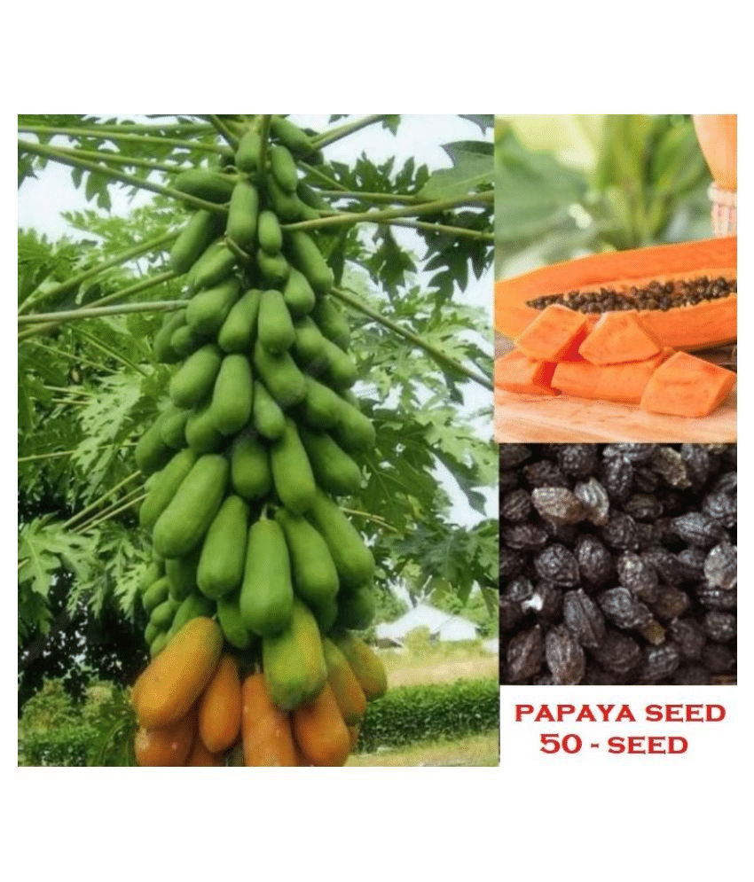     			Vedhahi Hybrid Papaya (Red Lady) Fruit ( 50 Seeds )
