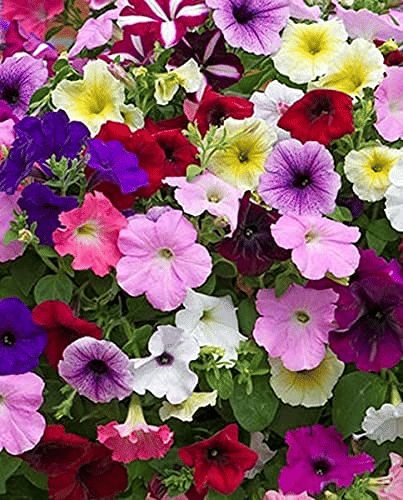     			Vedhahi Hybrid Petunia Rapide Mixed Flower ( 20 Seeds )