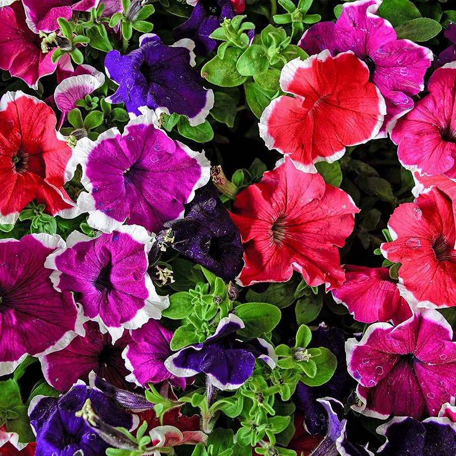     			Vedhahi Hybrid Petunia Rapide Mixed Flower ( 60 Seeds )