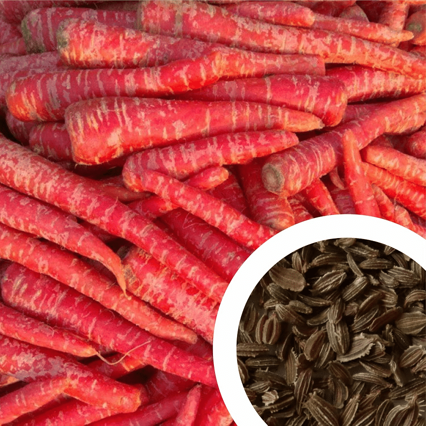     			Vedhahi Hybrid Red Carrot Vegetable ( 100 Seeds )