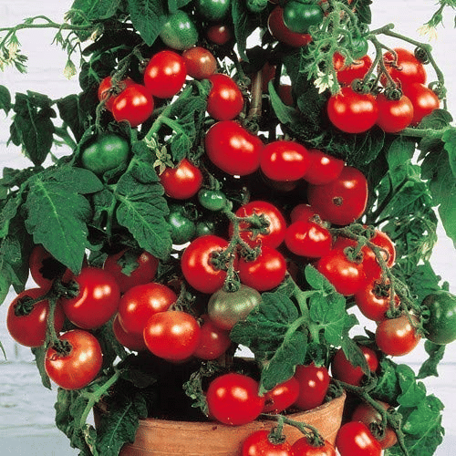     			Vedhahi Hybrid Red Cherry Tomato Vegetable ( 20 Seeds )