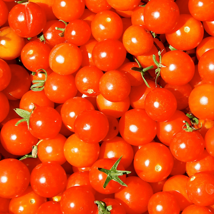    			Vedhahi Hybrid Red Cherry Tomato Vegetable ( 20 Seeds )