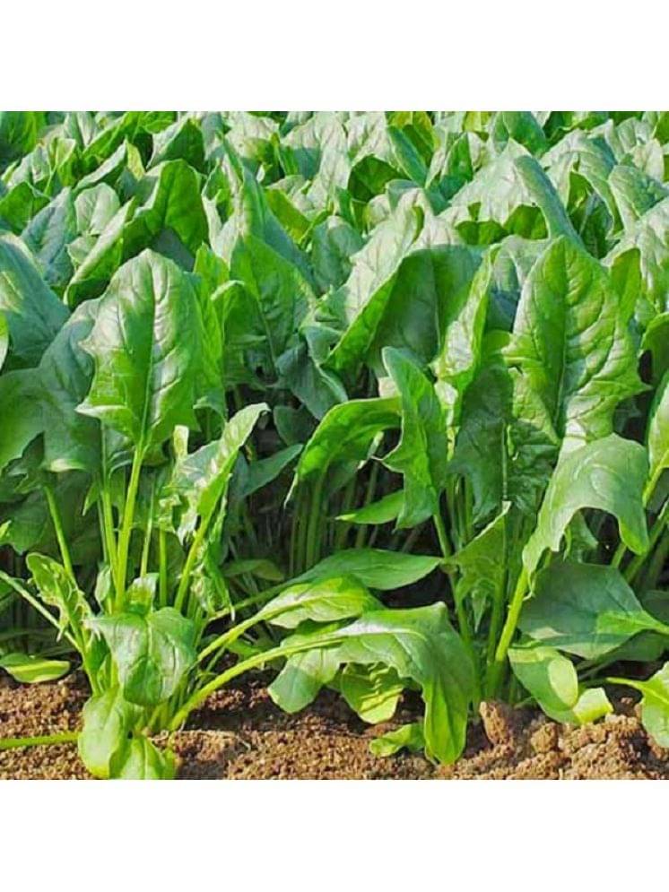     			Vedhahi Hybrid Spinach Vegetable ( 20 Seeds )