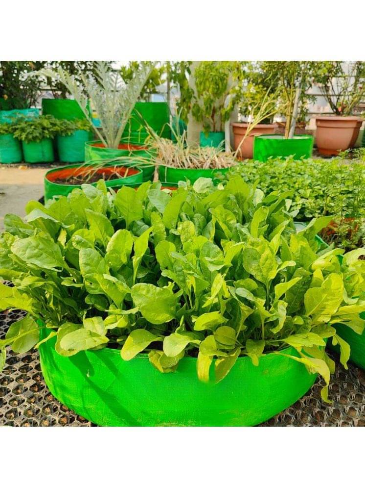     			Vedhahi Hybrid Spinach Vegetable ( 25 Seeds )