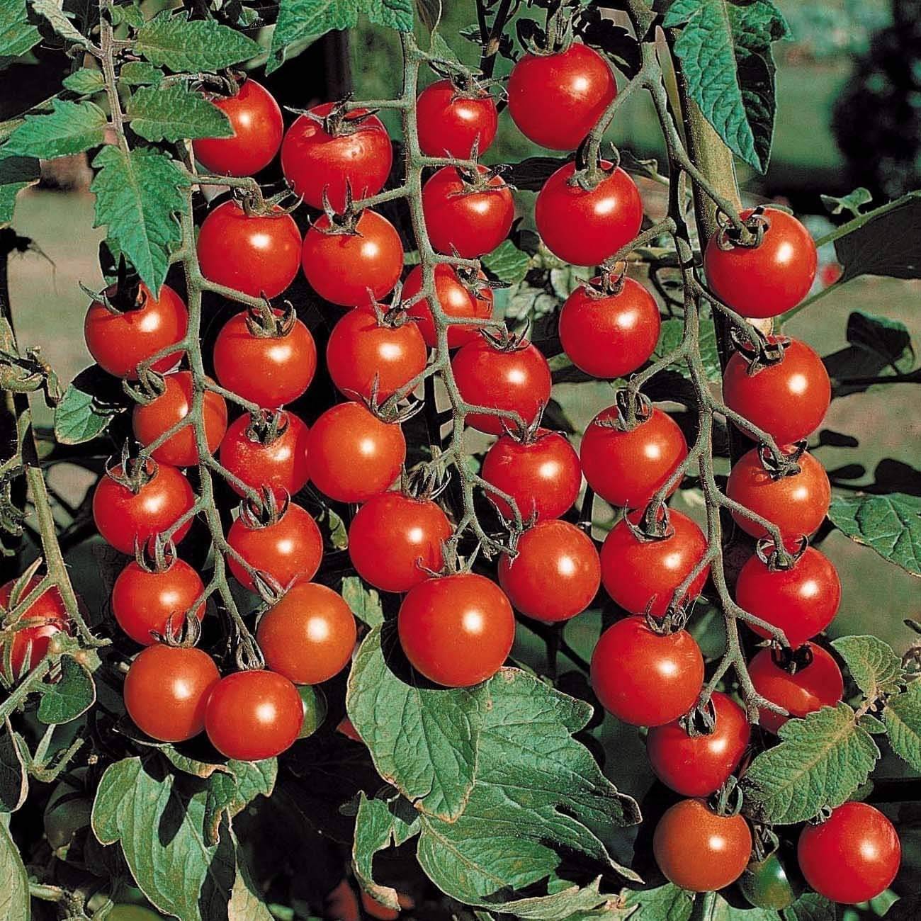     			Vedhahi Hybrid Tomato Vegetable ( 10 Seeds )