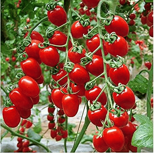     			Vedhahi Hybrid Tomato Vegetable ( 20 Seeds )
