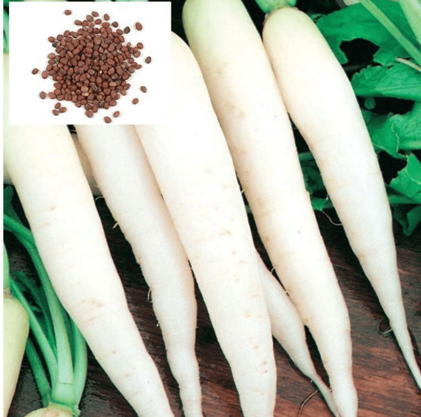     			Vedhahi Hybrid White Radish Vegetable ( 20 Seeds )