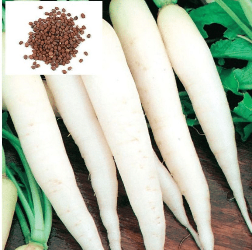     			Vedhahi Hybrid White Radish Vegetable ( 10 Seeds )