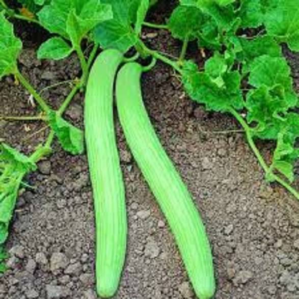     			Vedhahi Kakdi Vegetable ( 50 Seeds )
