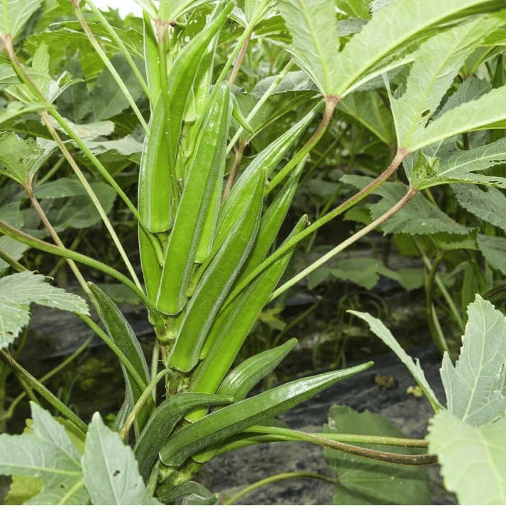     			Vedhahi Lady Finger Vegetable ( 100 Seeds )