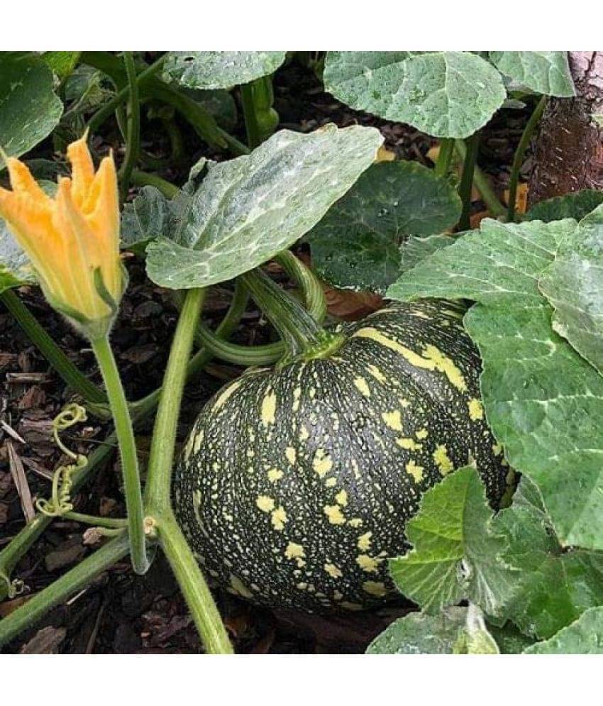     			Vedhahi Pumpkin Vegetable ( 20 Seeds )