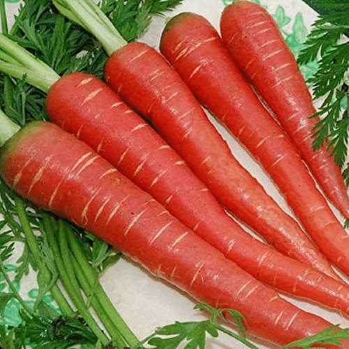     			Vedhahi Red Carrot Vegetable ( 50 Seeds )