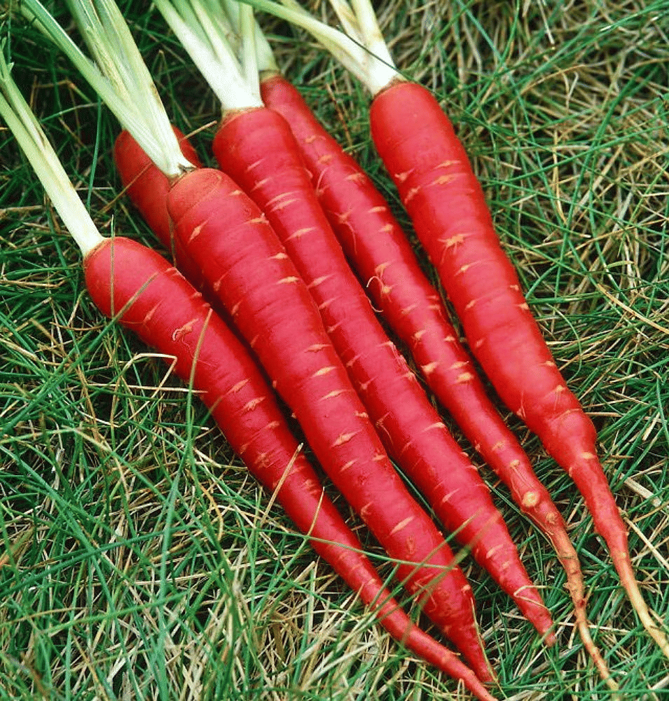     			Vedhahi Red Carrot Vegetable ( 50 Seeds )