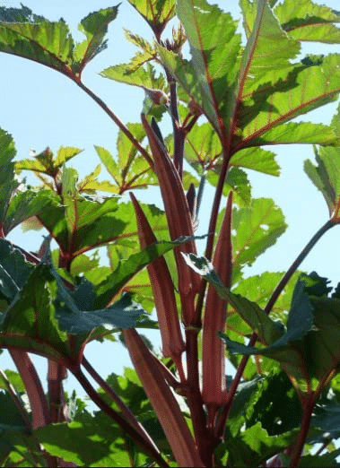     			Vedhahi Red Lady Finger Vegetable ( 30 Seeds )