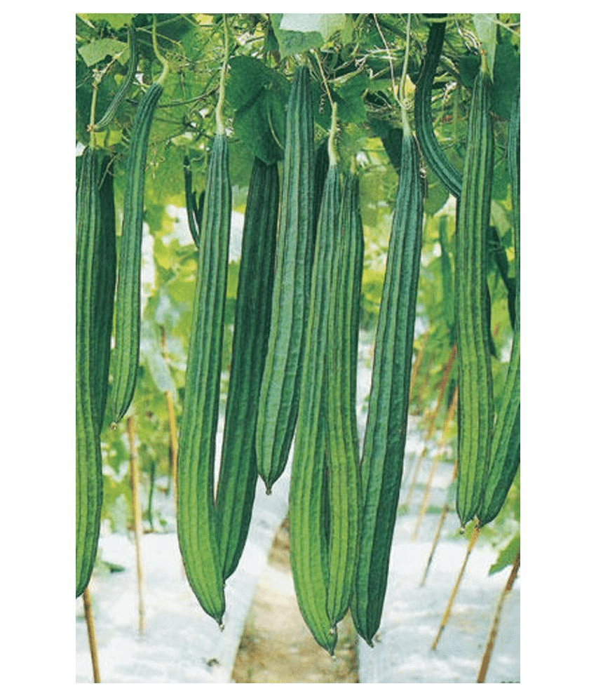     			Vedhahi Ridge Gourd (Toree) Vegetable ( 10 Seeds )