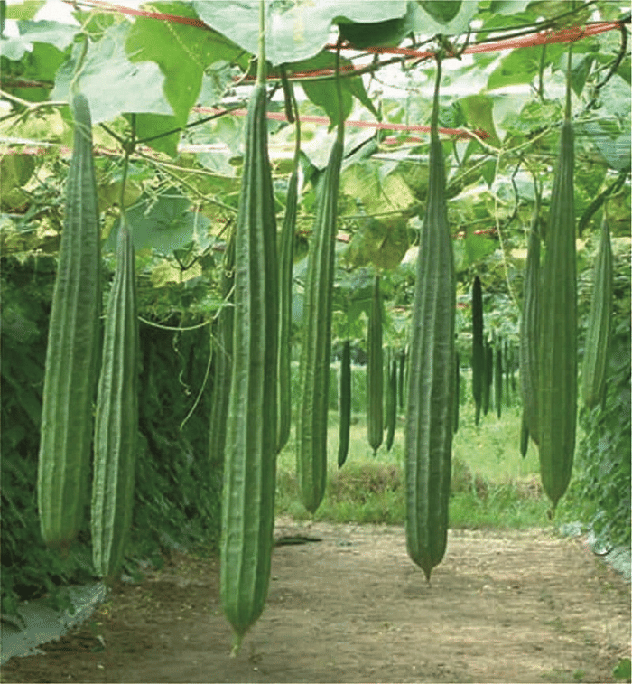     			Vedhahi Ridge Gourd (Toree) Vegetable ( 20 Seeds )