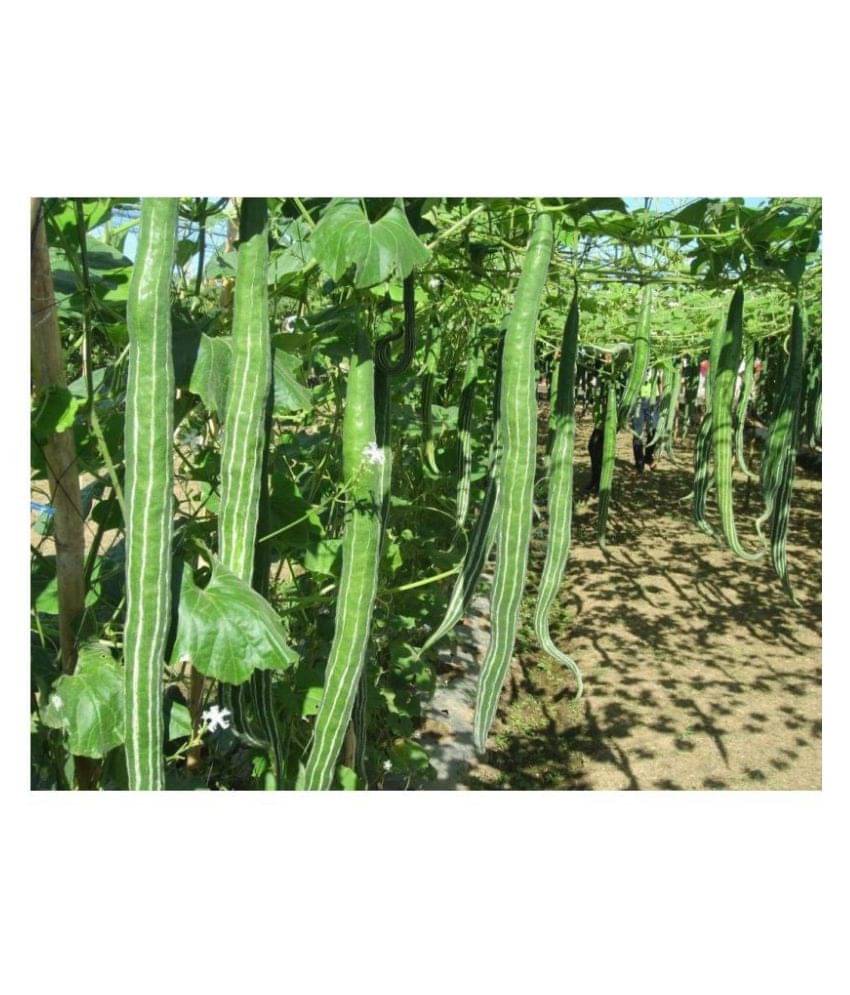     			Vedhahi Snake Gourd Vegetable ( 20 Seeds )