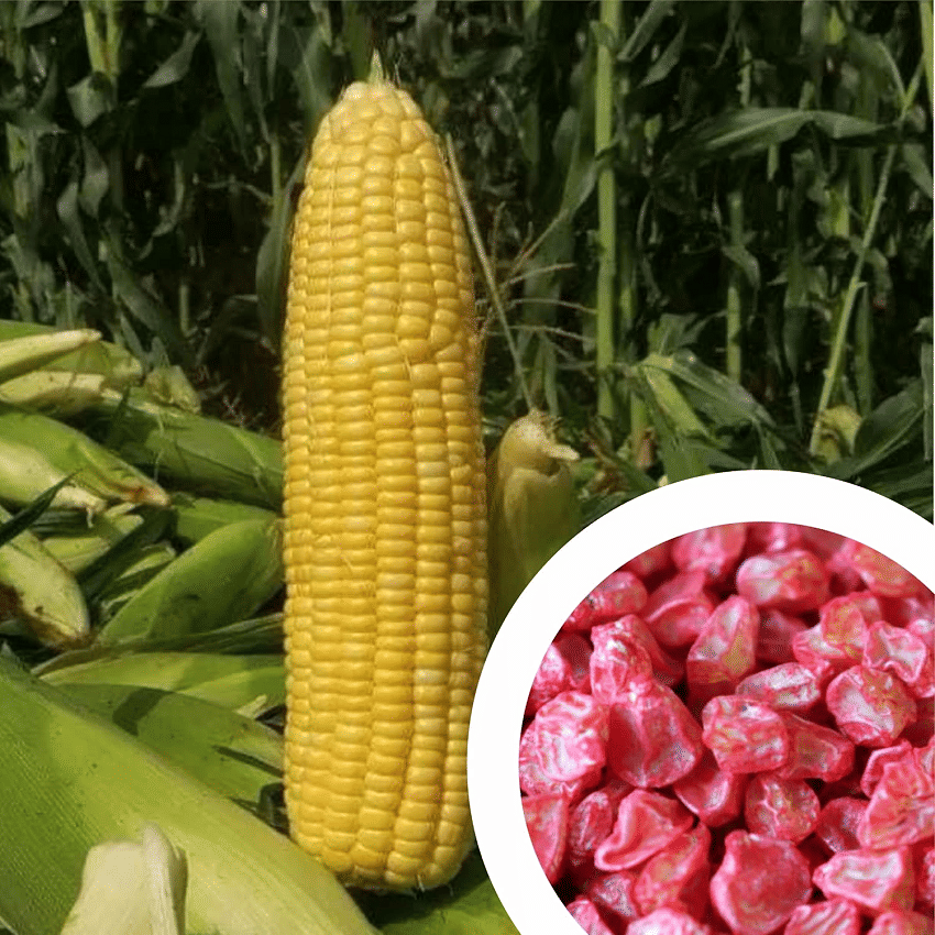     			Vedhahi Sweet Corn Vegetable ( 150 Seeds )
