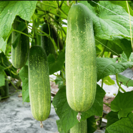 Jignisha Seeds Hybrid Khira Vegetable ( 50 Seeds )
