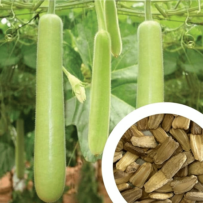 Vedhahi Organic Bottle Gourd Vegetable ( 20 Seeds ) Vedhahi Organic Bottle Gourd Vegetable ( 20 Seeds )