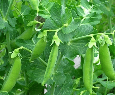     			Vedhahi Peas Vegetable ( 50 Seeds )