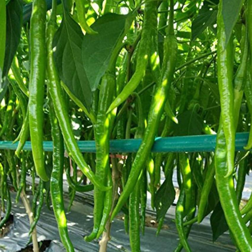 Jignisha Seeds Hybrid Long Chilli Vegetable ( 50 Seeds ) Jignisha Seeds Hybrid Long Chilli Vegetable ( 50 Seeds )