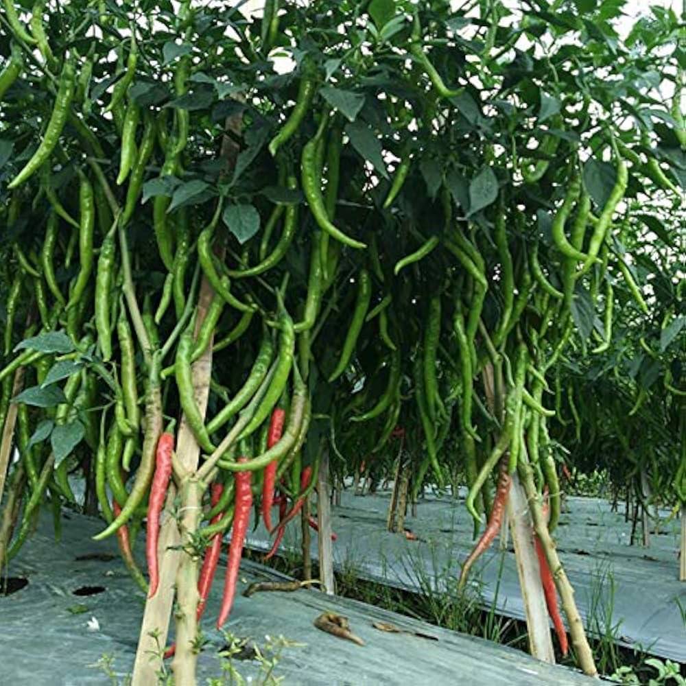 Jignisha Seeds Hybrid Mirchi Vegetable ( 50 Seeds ) Jignisha Seeds Hybrid Mirchi Vegetable ( 50 Seeds )