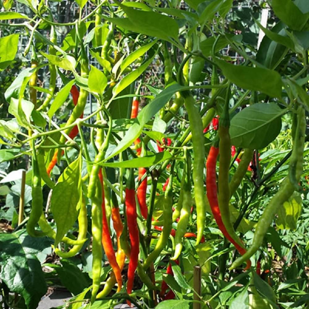Jignisha Seeds Hybrid Mirchi Vegetable ( 50 Seeds ) Jignisha Seeds Hybrid Mirchi Vegetable ( 50 Seeds )