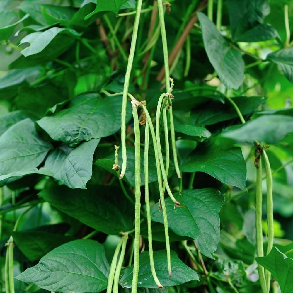 Jignisha Seeds Organic Lobia Beans Vegetable ( 50 Seeds ) Jignisha Seeds Organic Lobia Beans Vegetable ( 50 Seeds )