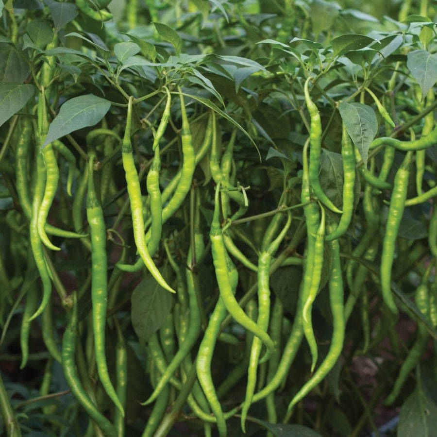 Jignisha Seeds Organic Long Chilli Vegetable ( 50 Seeds ) Jignisha Seeds Organic Long Chilli Vegetable ( 50 Seeds )