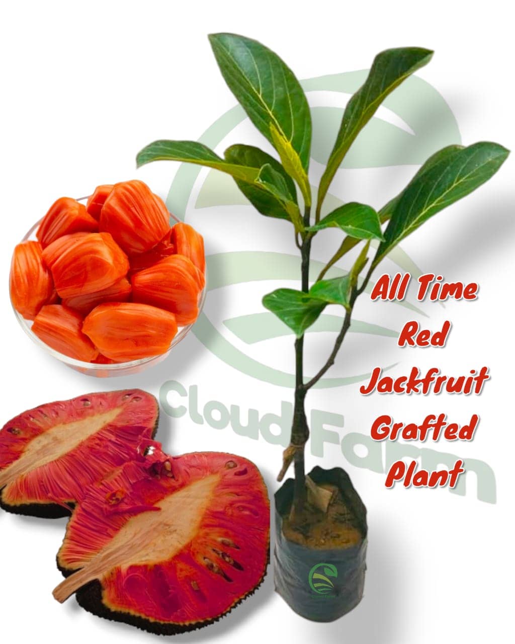Cloud Farm Outdoor Fruit Plant ( Pack of 1 )