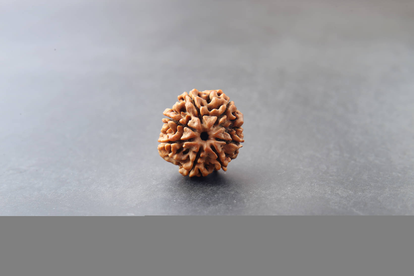 yogii 7 Mukhi Rudraksha Bead ( Pack of 1 ) yogii 7 Mukhi Rudraksha Bead ( Pack of 1 )