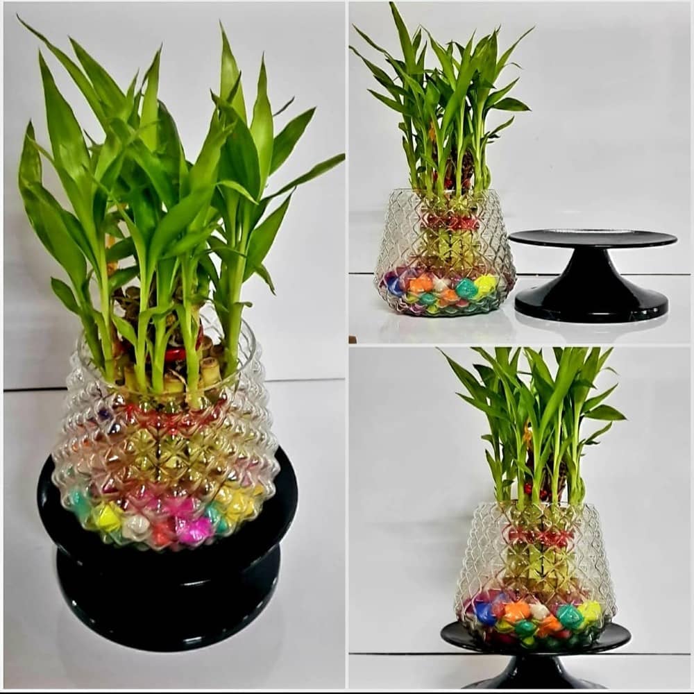 R.R.V. International Indoor Bamboo Plant ( Pack of 1 )