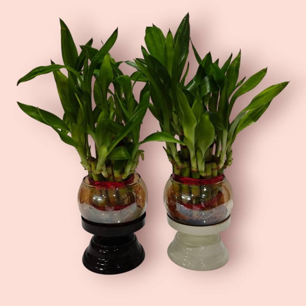     			R.R.V. International Indoor Bamboo Plant ( Pack of 1 )